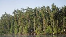 Course Having a Healthy Forest image 1