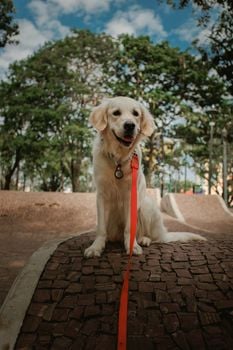 Picture for: Retriever Training Workshop