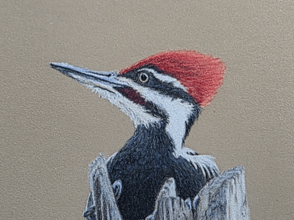 Picture for: Pileated Woodpecker in Colored Pencil