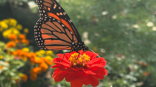 Picture for: Reimagining Life After Loss