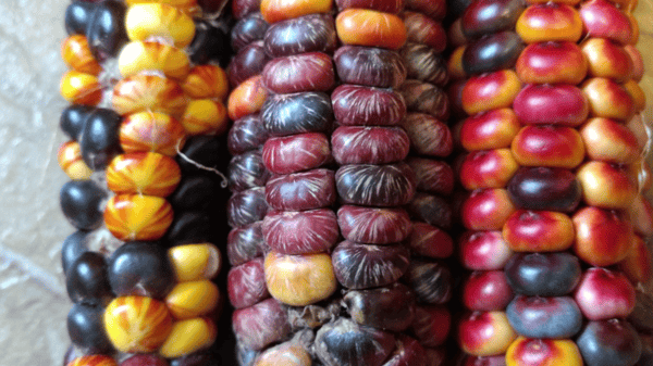 Picture for: Crazy About Cornmeal