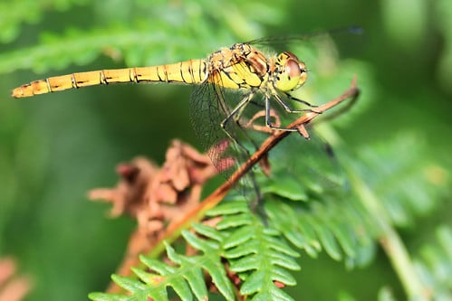 Picture for: Nature Explorers