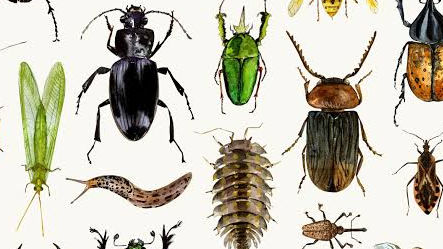 Picture for: Costumes & Creepy Crawly Creatures