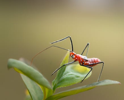 Macro image of a red assassin bug perched on a green leaf.