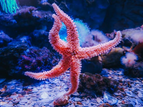 Vivid starfish and coral in an aquarium showcase underwater beauty.