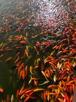 Picture for: Coy Pond