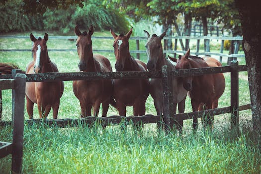 Picture for: Summer Horse Camp - 1 Day Camp