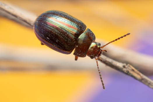 Close-up macro shot of a colorful iridescent beetle on a branch outdoors.