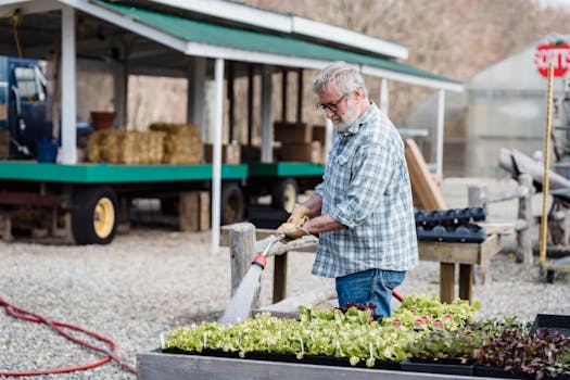 Side view of adult male farmer in checkered shirt and jeans with gray hair watering green fresh organic plants while standing on farmland in daytime