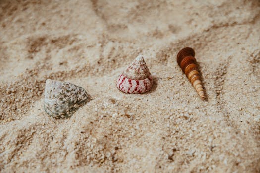 Close-up of three colorful seashells on a sandy beach, capturing summer vibes.