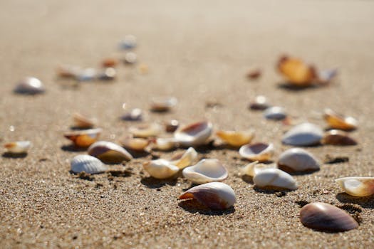 A close-up view of scattered seashells on a sunny beach, capturing natural beauty.