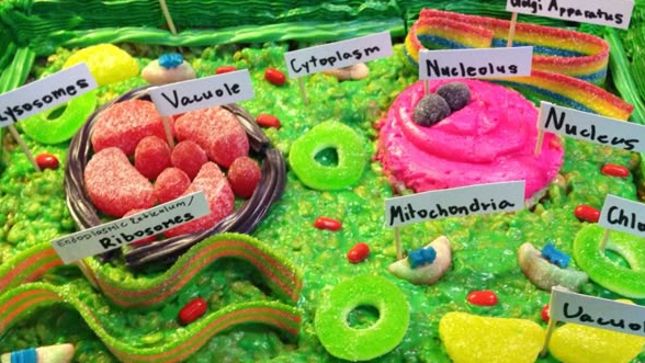 Picture for: STEM - Edible 3D Cell Models