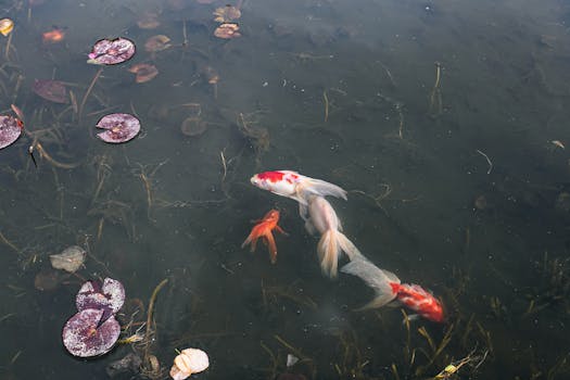 Vibrant koi fish swimming gracefully among lily pads in a serene pond setting.