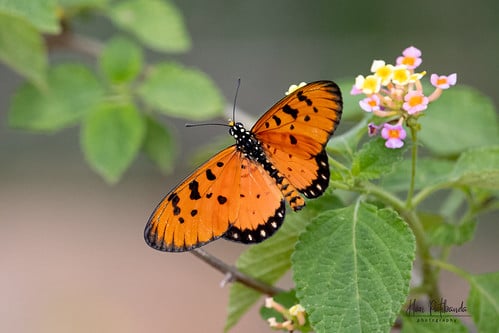 A Tawny Caster Butterfly on a flower