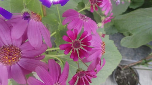 Flowers and Colours