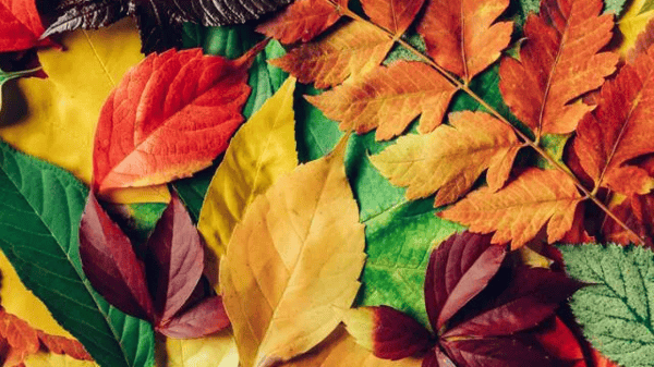Picture for: Fall Fun Frenzy