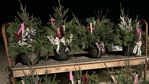 Picture for Winter Porch Pots