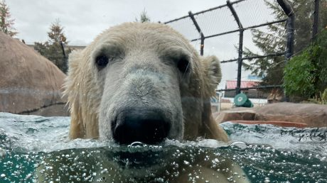 Picture for: Como Zoo