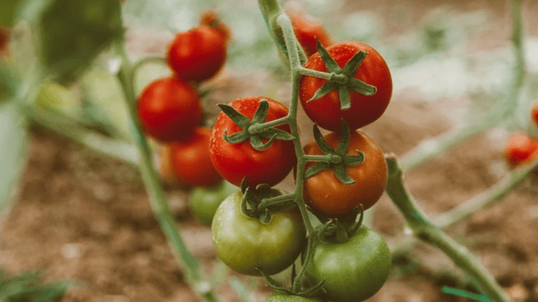 Picture for: Salsa and Tomato Products