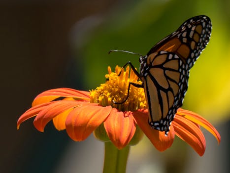 Picture for: Magical Monarchs