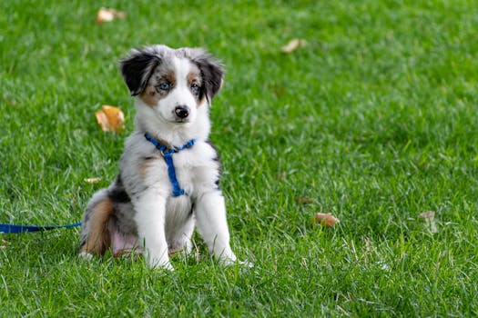 Picture for: Puppy Training