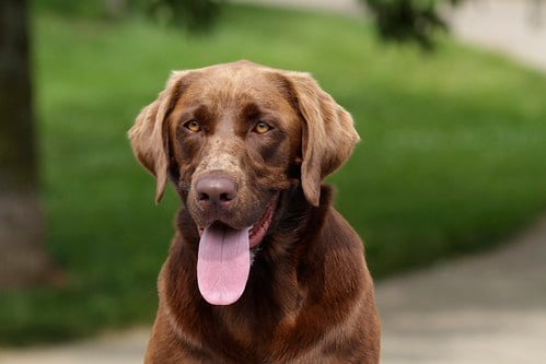 Picture for: Dog Obedience