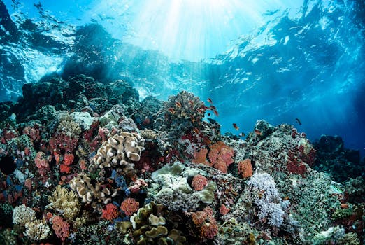 Picture for: Under The Sea