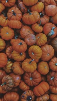 Picture for: Pumpkin Pampering & Pizza