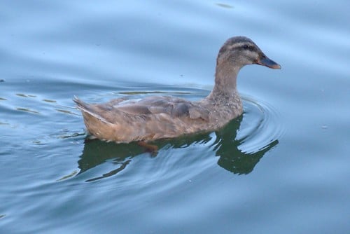 Picture for: "Wild for Wildlife"