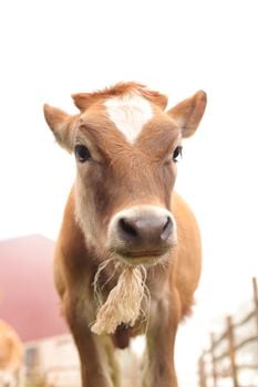 Picture for: Explore S'more: Barnyard Buddies