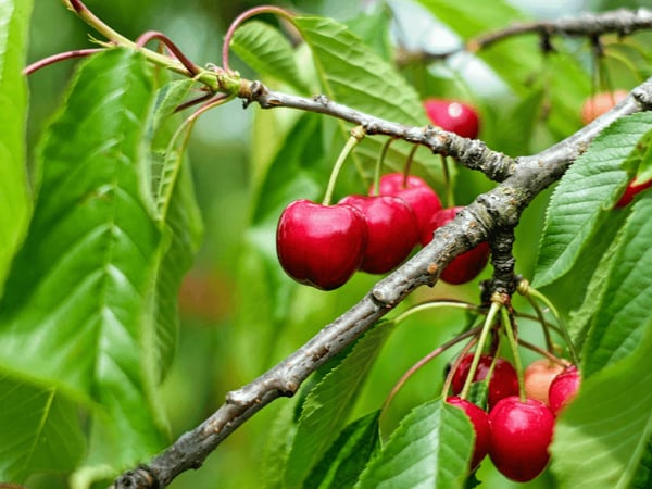 Picture for: Guided Sour Cherry Pick & Blooming Heights Tour - Day 1