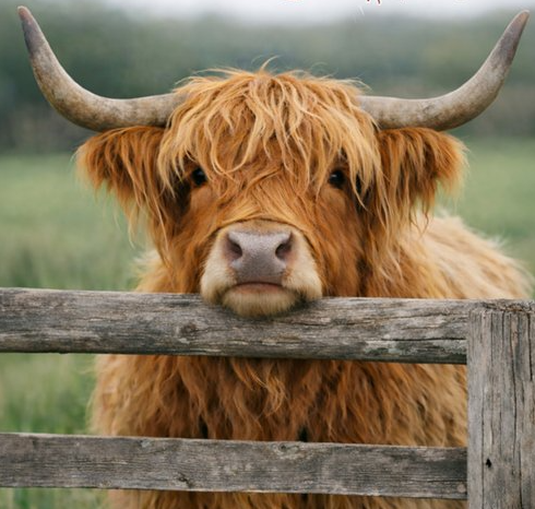 Picture for: Highland Cow Paint