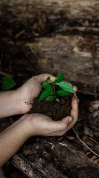 Picture for: Rockford Eco-Steward Workdays