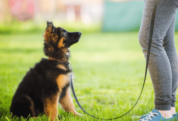 Picture for: Dog Obedience