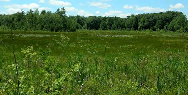 Picture for: The Bog Adventure