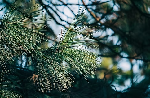 Picture for: Michigan Evergreen Trees