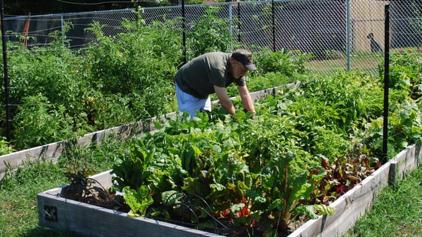 Picture for: Rockford Community Garden