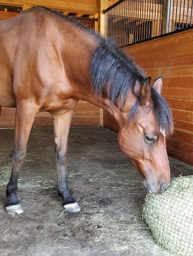Image for I Wish I Had a Horse Camp