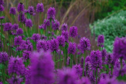 Vivid purple sage flowers flourishing in an urban garden, showcasing lively natural beauty.