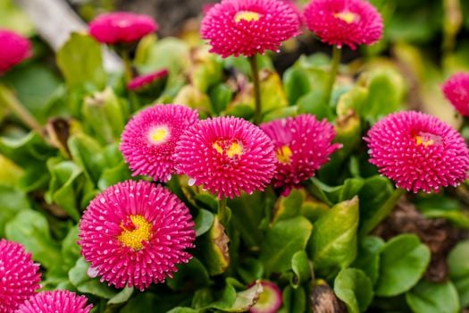 Picture for: Fall Native Perennial Planting