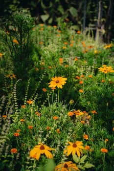 A lush meadow filled with vibrant yellow and orange flowers under natural sunlight.