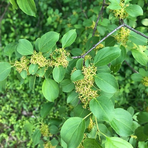 Rhamnus cathartica (common buckthorn) leaves and flowers