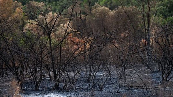Charred landscape of a forest after a recent wildfire with burnt vegetation and ash-covered ground.
