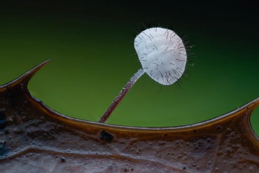 Macro photograph of a delicate fungal growth on a leaf thorn against a green background.