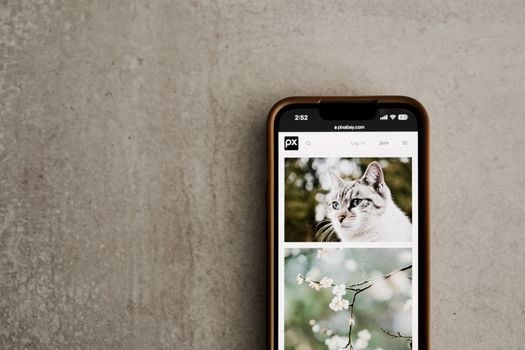 Mobile phone on a gray surface showing cat and flower images on screen.