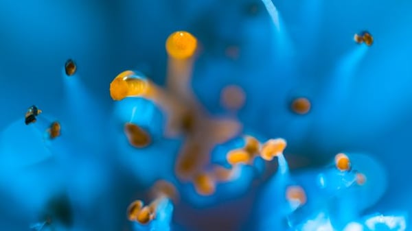Stunning macro photography capturing the delicate blue petals and stamens of a blooming flower in detail.