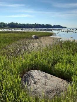 A serene view of lush coastal marshland with rocks under a clear sky.