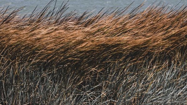 Close-up of reed grass swaying softly in the breeze by the water, capturing a tranquil moment in nature.