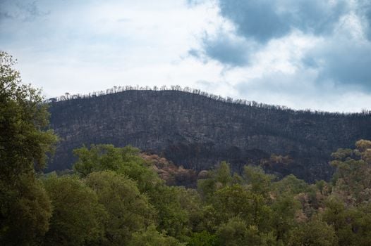 A rejuvenating landscape showing a forest recovering from a recent wildfire under a cloudy sky.