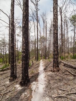 Picture for: Managing and Minimizing Wildlife Damage